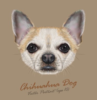 Chihuahua hayvan köpek sevimli yüzü. Vektör altın benekli chihuahua köpek yavrusu baş portre. Bej renkli arka plan üzerinde izole chihuahua köpek gerçekçi kürk portre.