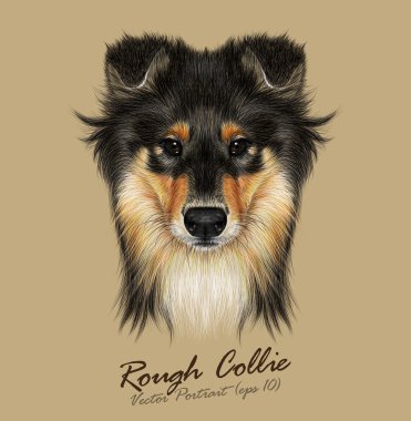 Collie köpek hayvan sevimli yüzü. Vektör maun Sable Rough Collie köpek yavrusu baş portre. Gerçekçi kürk portre izole kahverengi zemin üzerine siyah ve altın shetland koyun. Sığınak.