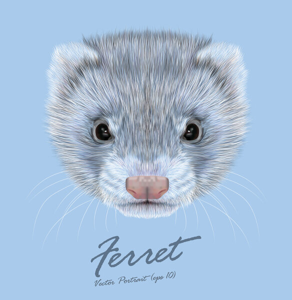 Ferret animal cute face. Vector funny silver polecat head portrait. Realistic fur portrait of gray ferret creature isolated on blue background.