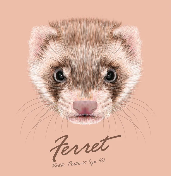 Furet animal joli visage. Portrait de tête de polecat de cannelle drôle de vecteur. Portrait réaliste en fourrure de furet brun isolé sur fond rose . — Image vectorielle