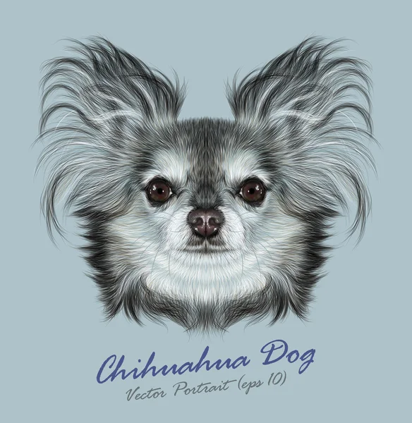 Chihuahua animale cane viso carino. Vettore allevato chihuahua cucciolo ritratto testa. Realistico ritratto in pelliccia di cane chihuahua di razza pura su sfondo grigio . — Vettoriale Stock
