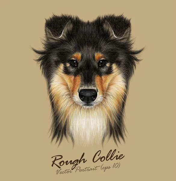 Collie Dog animal bonito rosto. Vector Mahogany Sable Rough Collie retrato cabeça de cachorro. Retrato de pele realista de cão pastor shetland preto e dourado isolado no fundo bronzeado. Sheltie... . —  Vetores de Stock