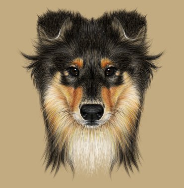 Collie köpek açıklayıcı portresi