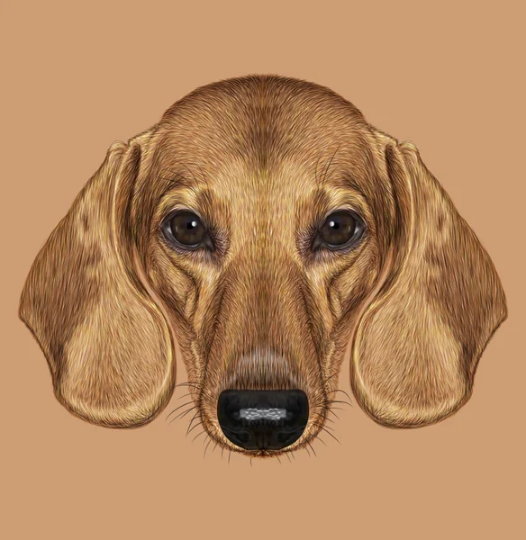 Retrato Ilustrado de Dachshund Dog — Fotografia de Stock