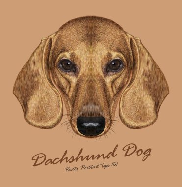 Dachshund Köpek hayvan sevimli yüzü. Vektör sevimli köpek yavrusu baş portre. Bej renkli arka plan üzerinde izole altın komik daksund köpek gerçekçi kürk portre.