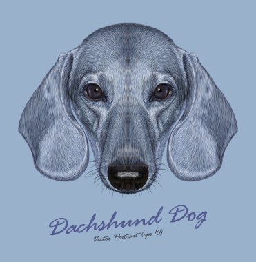 Dachshund Köpek hayvan sevimli yüzü. Vektör sevimli köpek yavrusu baş portre. Gerçekçi kürk portre üzerinde mavi arka plan izole gümüş komik dachshund köpek.