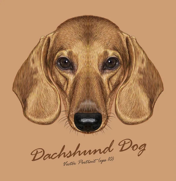 Dachshund cane animale viso carino. Vettore carino bassotto ritratto testa di cucciolo. Realistico ritratto in pelliccia di divertente bassotto dorato isolato su sfondo beige . — Vettoriale Stock