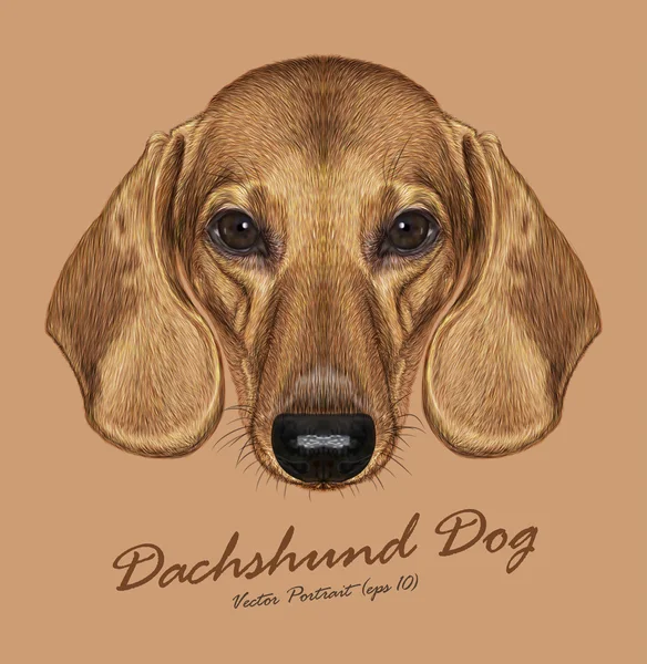 Dachshund Köpek hayvan sevimli yüzü. Vektör sevimli köpek yavrusu baş portre. Bej renkli arka plan üzerinde izole altın komik daksund köpek gerçekçi kürk portre.