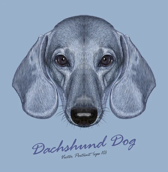 Dachshund cão animal bonito rosto. Vector bonito dachshund retrato cabeça de cachorro. Retrato de pele realista de prata engraçado cãozinho dachshund isolado no fundo azul . —  Vetores de Stock