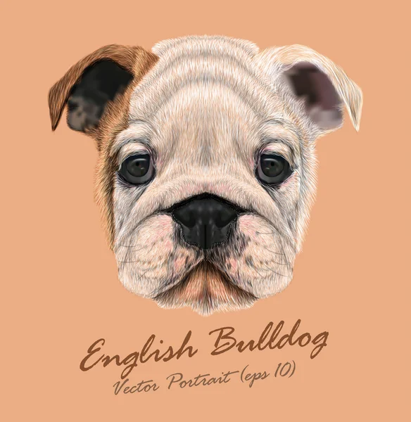 Englische Bulldogge Tier niedliches Gesicht. Vektor runzelige braune und weiße englische Bulldogge Welpenkopf Porträt. realistisches Fell Porträt der weißen lustigen britischen Bulldogge Doggy isoliert auf beigem Hintergrund. — Stockvektor