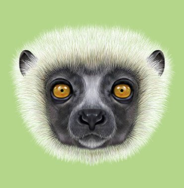 Illustrated Portrait of Sifaka Lemur clipart