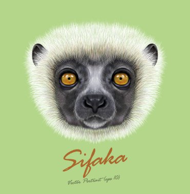 Coquerel's Sifaka Lemur wild animal face. Vector African Madagascar cute dancing lemur head portrait. Realistic fur portrait of Sifaka Lemur isolated on green background. clipart