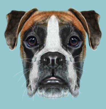 Portre Boxer Köpek mavi zemin üzerine resimli