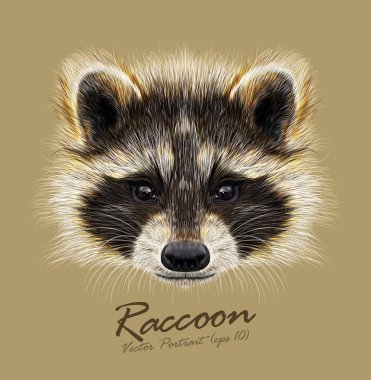 Raccoon Procyon lotor wild animal face. Vector cute North American mask raccoon head portrait. Realistic fur portrait of funny trash cat racoon isolated on beige background. clipart