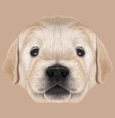 Golden Retriever köpek resimli portresi