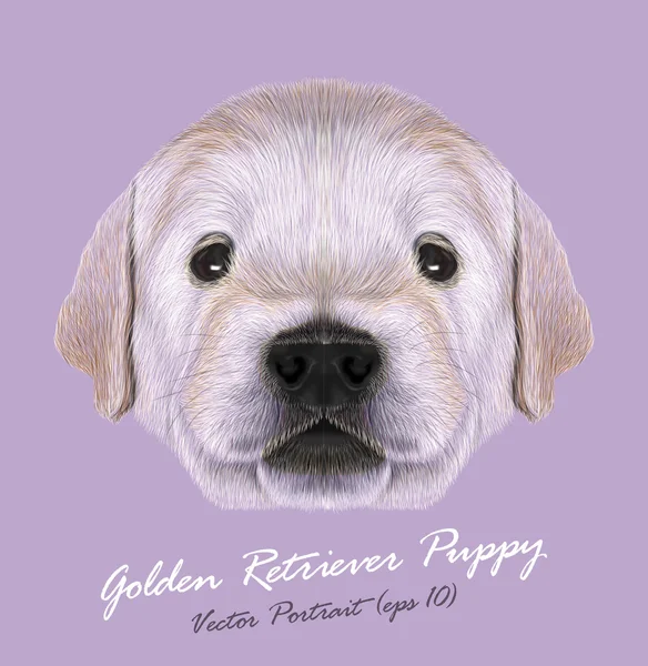 Golden Retriever perro cara linda animal. Vector pequeño lindo rubio Golden Retriever retrato de la cabeza del cachorro. Retrato realista de piel de recién nacido de raza pura feliz perrito retriever aislado sobre fondo lila . — Vector de stock