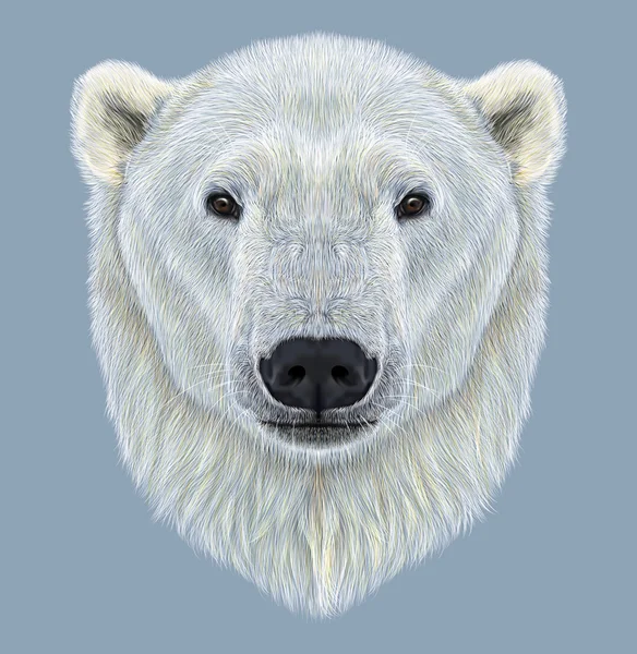 Illustrated Portrait of Polar Bear — Stock Photo, Image