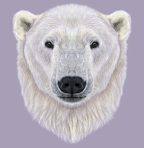 Illustrated Portrait of Polar Bear on violet background — Stock Photo, Image