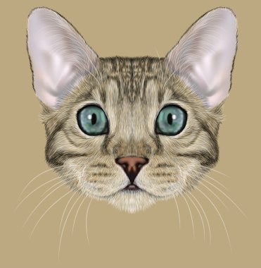 Gri Bengal kedi mavi gözlü portresi resimli