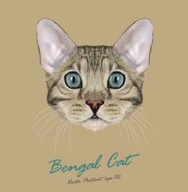 Bengal kedi hayvan sevimli yüzü. Vektör genç gümüş gri tabby safkan Amerikan Bengal yavru kedi baş portre. Gerçekçi kürk portre bej renkli arka plan üzerinde izole mavi gözlü kedi.