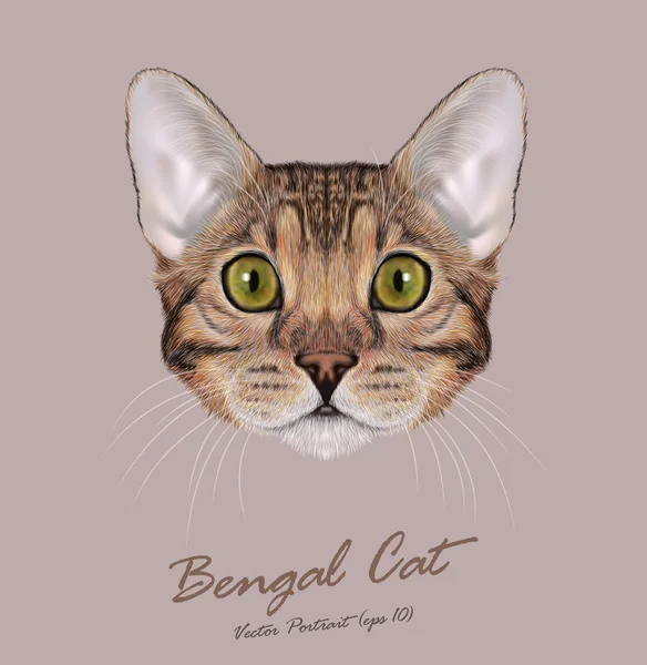Bengal kedi hayvan sevimli yüzü. Vektör genç kahverengi tabby safkan Amerikan Bengal yavru kedi turuncu kafa portre. Gerçekçi kürk portre bej renkli arka plan üzerinde izole yeşil gözlü kedi.