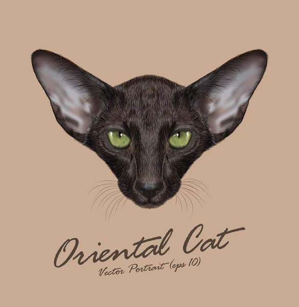 Oriental shorthair puro gato animal bonito rosto. Vetor adorável oriental preto gatinho cabeça retrato. Retrato de pele realista de olhos verdes orientais gatinho preto isolado no fundo bege . —  Vetores de Stock