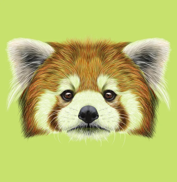 Illustrated Portrait of Red Panda — Stock Photo, Image