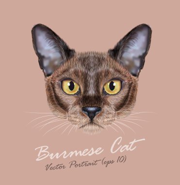 Birmanya hayvan sevimli yüzü kedi. Vektör genç sable çikolata safkan yavru kedi baş portre. Asya, bej renkli arka plan üzerinde izole Amerikan Burma kitty gerçekçi kürk portre.