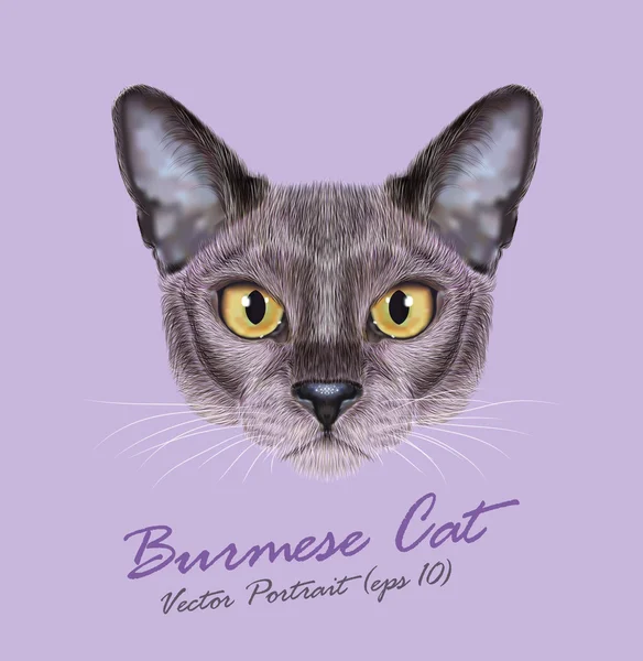 Burmai macska, állat, aranyos arca. Vektor fiatal ezüst kék fajtiszta cica fej portré. Ázsiai, Amerikai Burma kitty lila háttér elszigetelt reális szőr portréja. — Stock Vector