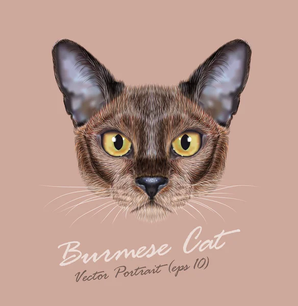 Birmano gato animal lindo cara. Vector joven gris chocolate pura raza gatito cabeza retrato. Retrato realista de piel de asiático, gatito americano de Birmania aislado sobre fondo beige . — Vector de stock