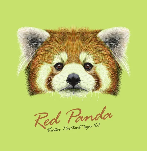 Vermelho panda raro animal bonito rosto. Vetor asiático, chinês engraçado vermelho gato urso cabeça retrato. Retrato de pele realista de bambu Red Panda Ailurus fulgens animal isolado em fundo verde . — Vetor de Stock