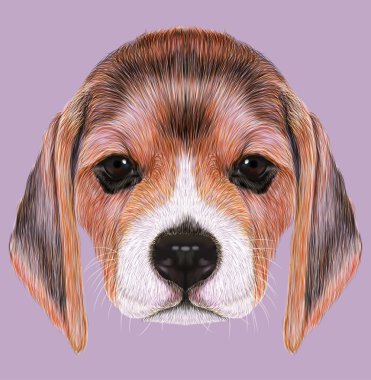 Beagle köpek resimli portresi