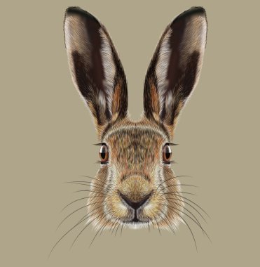 Illustrated Portrait of Hare clipart