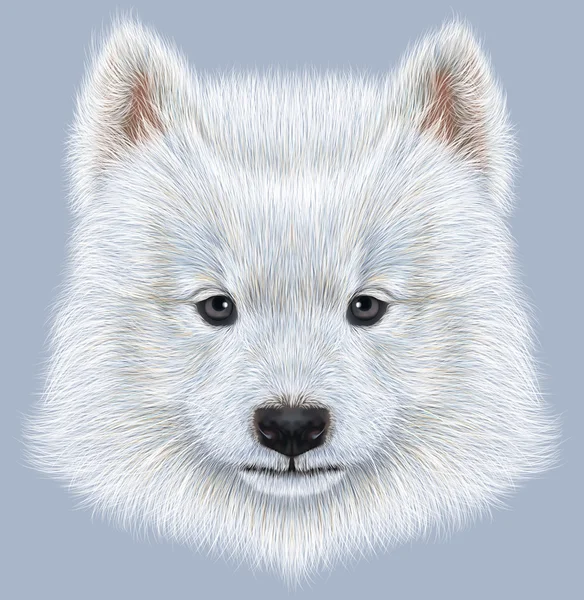 Retrato ilustrado de perro samoyedo . —  Fotos de Stock