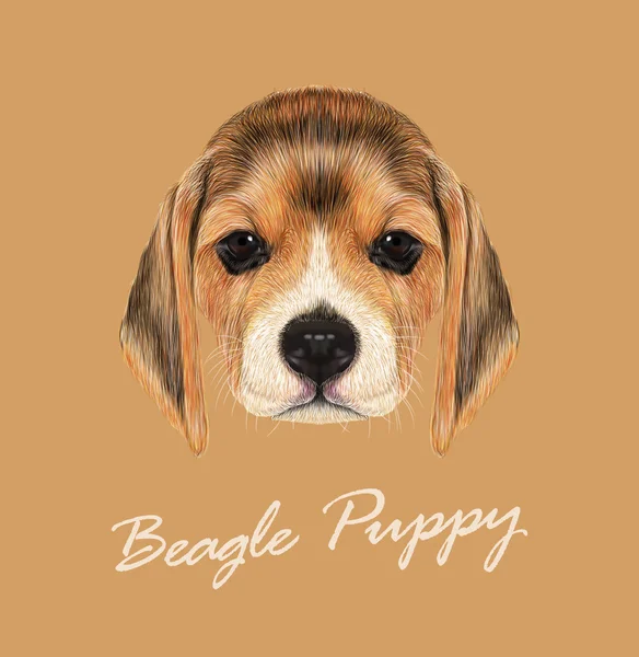 Beagle hund djur söta ansikte. Vector fawn brittiska beagle valp huvud porträtt. Realistiska fur porträtt av renrasiga brun beagle doggie isolerad på beige bakgrund. — Stock vektor