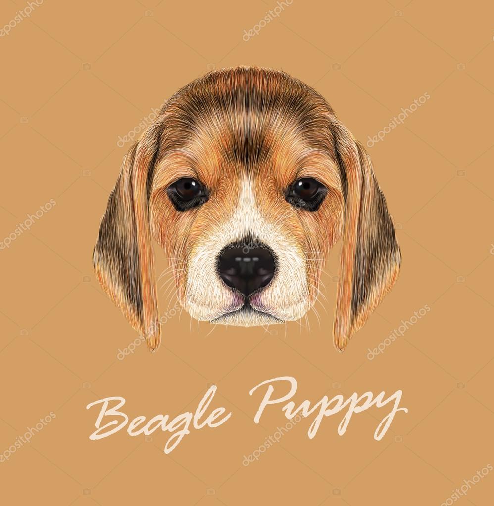 비글 개 동물 귀여운 얼굴입니다. 벡터 폰 영국 비글 강아지 머리 초상화입니다. 순종 갈색 비글 강아지 베이지색 배경에 고립의 현실적인  모피 초상화. 스톡 벡터 - ©ant_art 91433020, image size:998x1024