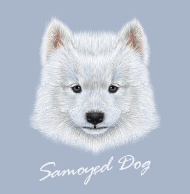 Samoyed dog animal cute face. Vector cute white eskimo spitz Samoyed puppy head portrait. Realistic fur portrait of purebred young happy siberian sammy doggy isolated on blue background. clipart