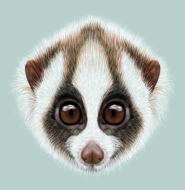 Resimli portre yavaş loris