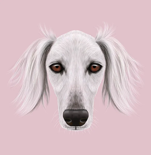 Ilustrovaný portrét Saluki psa — Stock fotografie