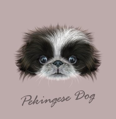 Pekingese hayvan sevimli yüz köpek. Vektör komik Çince siyah beyaz fino köpek yavrusu baş portre. Gri arka plan üzerinde izole safkan genç peke köpek gerçekçi kürk portre.