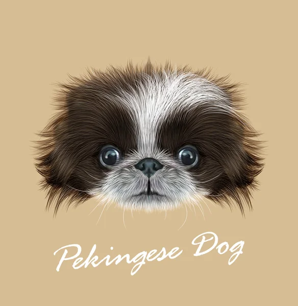 Chien pékinois animal joli visage. Portrait de tête de chiot chinois marron et blanc drôle vectoriel. Portrait réaliste en fourrure de jeune chiot de race pure isolé sur fond beige . — Image vectorielle