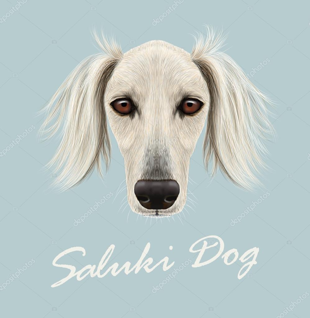 Greyhound Saluki From China Short Haired Saluki Saluki Our Best