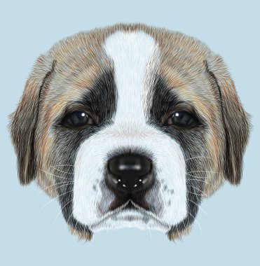 Illustated portre St. Bernard köpek