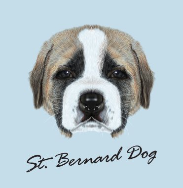 St Bernard köpek hayvan sevimli yüzü. Vektör komik İsviçre Alp Saint Bernard kahverengi ve beyaz köpek yavrusu baş portre. Üzerinde mavi arka plan izole safkan genç St. Bernard köpeği gerçekçi kürk portre.