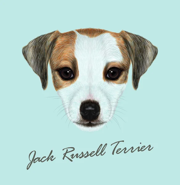 Jack Russell Terrier cão animal bonito rosto. Vector engraçado Jack Russell Terrier marrom e branco retrato cabeça de cachorro. Retrato de pele realista de cão jovem de raça pura isolado no fundo azul . —  Vetores de Stock