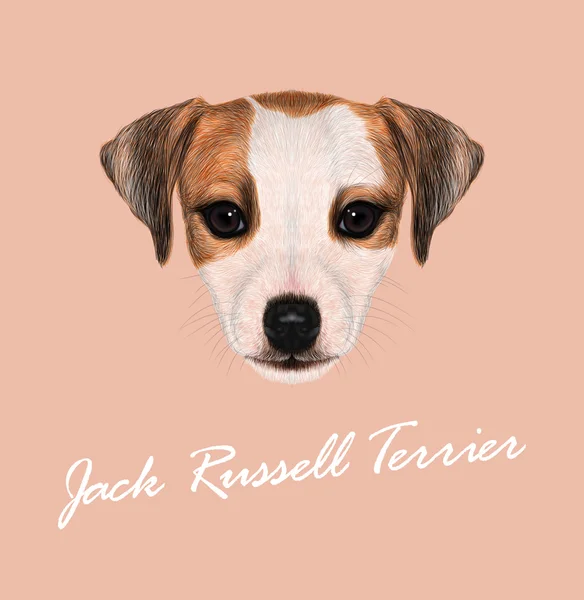 Jack Russell Terrier Hund Tier niedlich Gesicht. Vektor lustige Jack Russell Terrier braun und weiß Welpenkopf Porträt. realistisches Fell Porträt von reinrassigen jungen Hündchen isoliert auf rosa Hintergrund. — Stockvektor