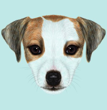 Jack Russell Terrier resimli portresi.