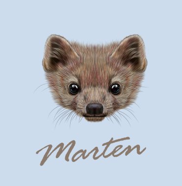 Sansar hayvan sevimli yüzü. Vektör vahşi kahverengi Kuzey Amerika, Avrupa, Kanada çam sansarı portre baş. Martes martes Martes foina. Gerçekçi kürk portre üzerinde mavi arka plan izole sansar.