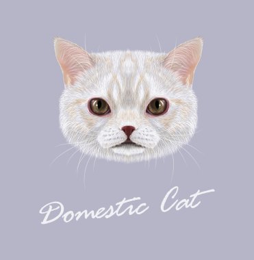 Kedi hayvan sevimli yüzü. Vektör komik beyaz vanilya tekir kedi baş portre. Gerçekçi kürk portre gri arka plan üzerinde izole iç çizgili kahverengi gözleri kedi.