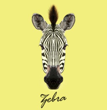 Zebra vahşi hayvan yüz. Vektör şirin Afrika safari siyah beyaz Zebra baş portre. Güzel çizgili savannah Zebra sarı arka plan üzerinde gerçekçi kürk portre.